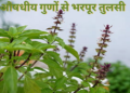 General Health / Benefits Of Tulsi plants