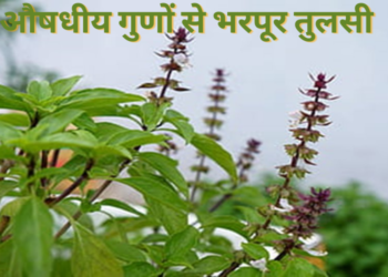 General Health / Benefits Of Tulsi plants