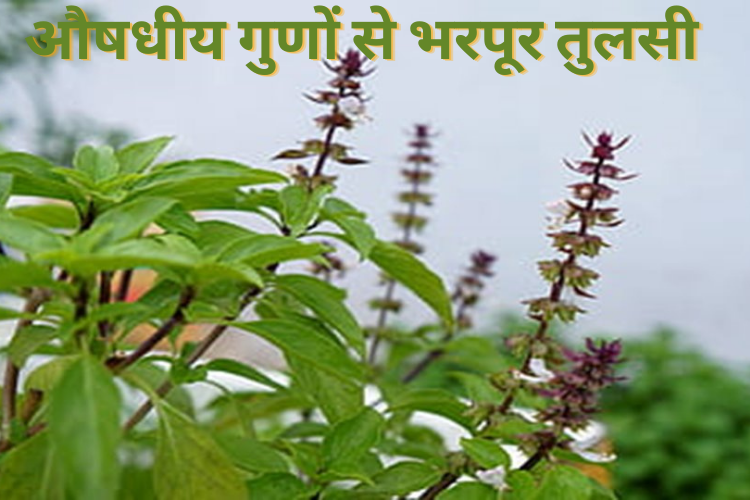 General Health / Benefits Of Tulsi plants