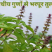 General Health / Benefits Of Tulsi plants