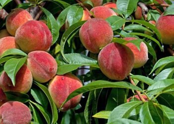 Benefit of Peach/ Aadu/ आडू  के फायदे