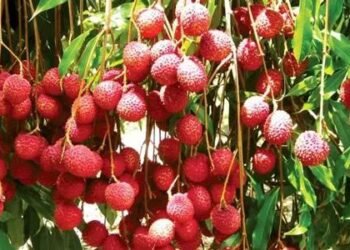 Benefits of Litchi / लीची के फायदे