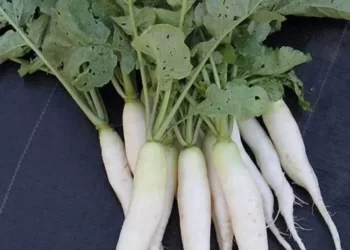 General Health / Benefits Of Radish
