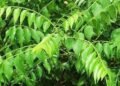 Benifit of Curry Leaves / करी पत्ते के फायदे