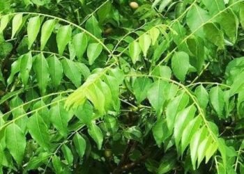 Benifit of Curry Leaves / करी पत्ते के फायदे
